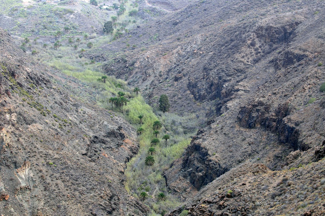 Palmeral desde  Mirador Degollada de las Yeguas - Gran Canaria