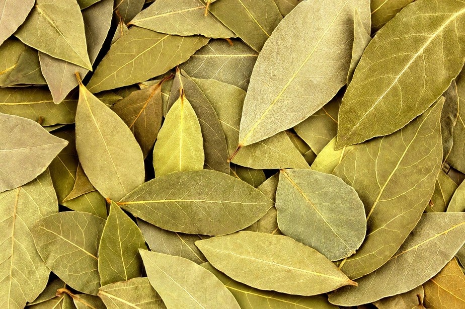Folhas de louro (chá de louro) para que serve e como fazer o chá Folhas de louro (chá de louro) para que serve e como fazer o chá