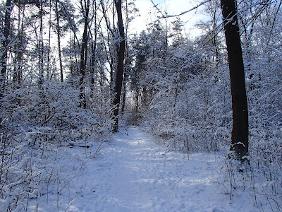 Zimowy spacer w lesie, grzyby zimowe, płomiennica zimowa, zimówka