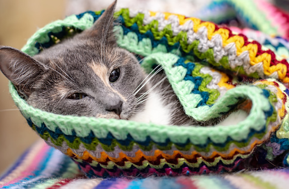 How do I know if my cat has a cold?