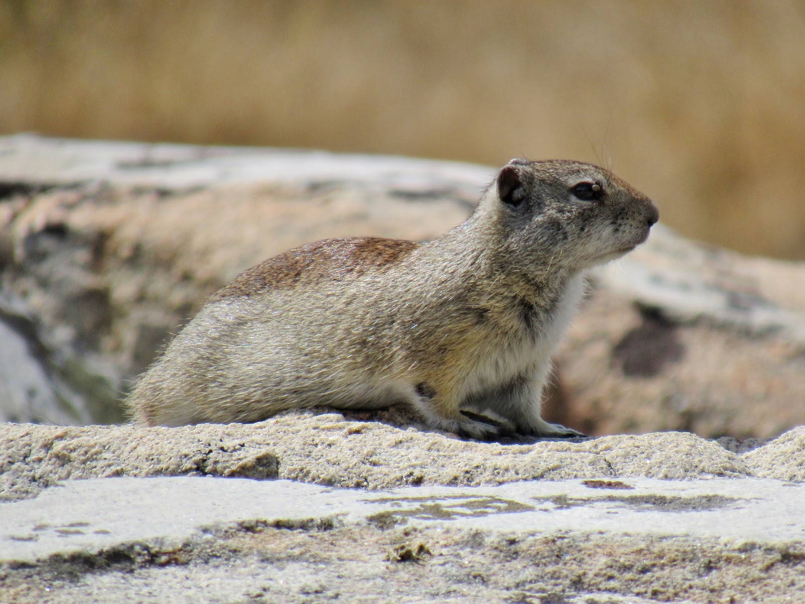 Belding's Ground Squirrels