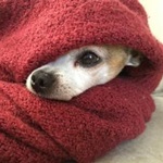 Cuidados com o cão no inverno Cuidados com o cão no frio