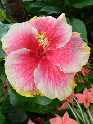 Allan Gardens Conservatory Christmas Flower Show 2015 tropical hibiscus rosa-sinensis by garden muses-not another Toronto gardening blog