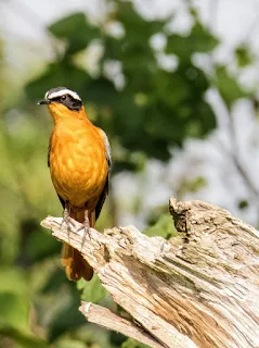 50 Awesome Birds You Can See in Uganda: White-browed Robin-chat in Western Uganda