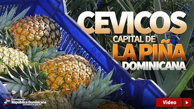 VIDEO: Cevicos, capital de la piña dominicana