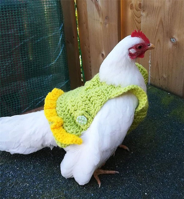 ayam dengan pakaian rajutan