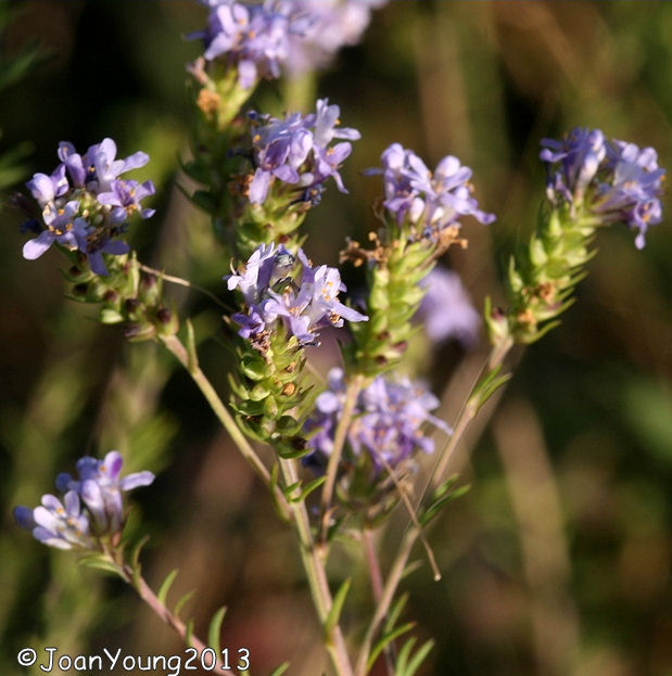 Natures World of Wonder Bitter Bush (Selago canescens)