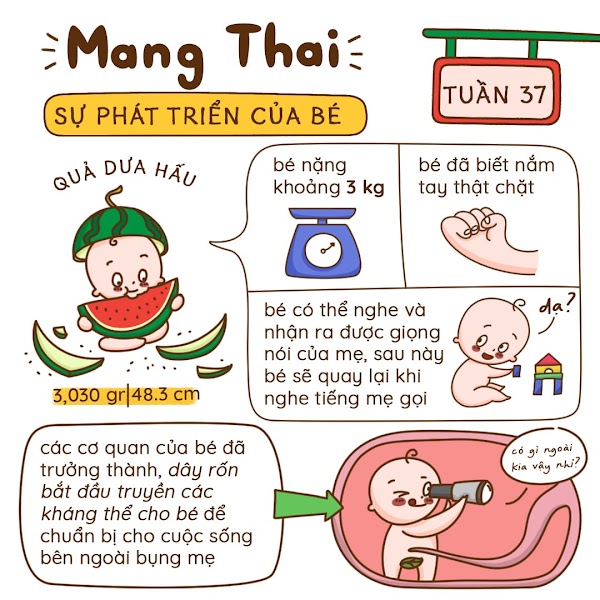 Kiến Thức Mang Thai Tuần 37