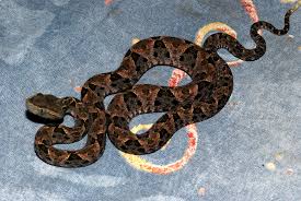 world s poisonous snake name list world s poisonous snake name list