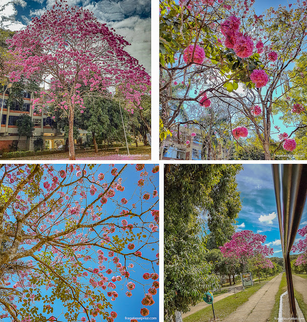 Florada dos ipês em Brasília