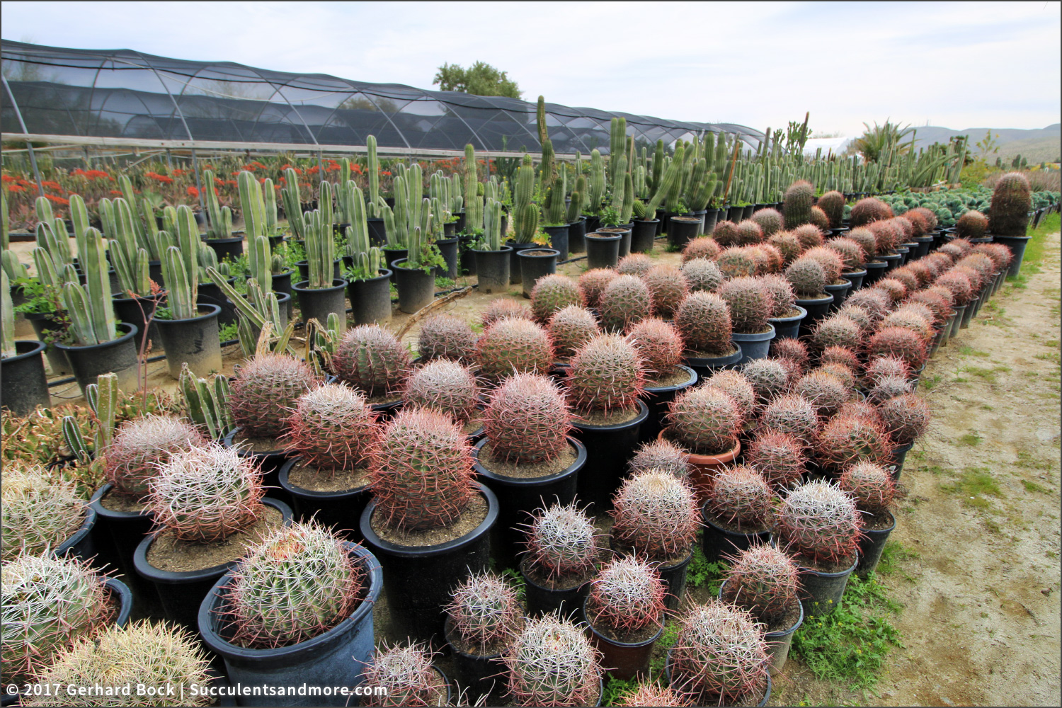 Succulents and More Sunland Cactus Nursery