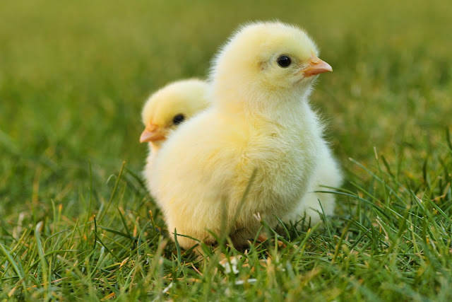 Suguna Broiler Chicken Farm Buy Back Business Ideas - Broiler Chick