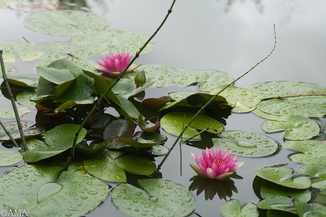 Nymphaea