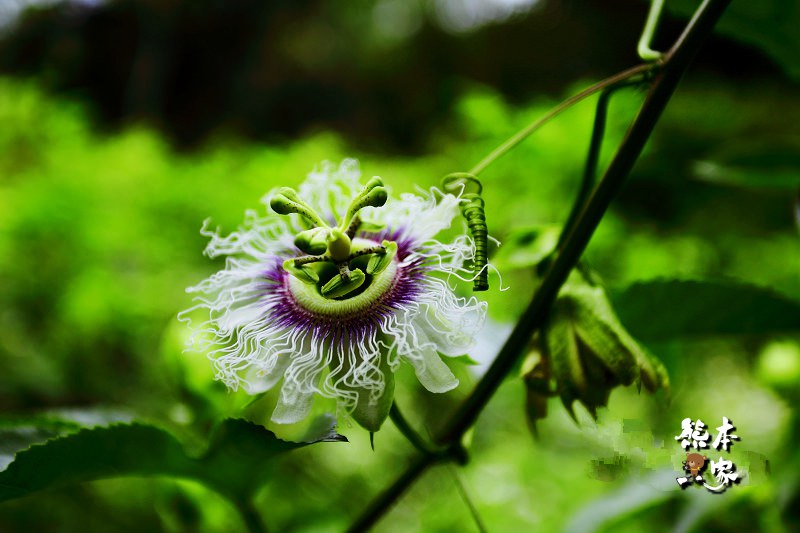 花岩山林