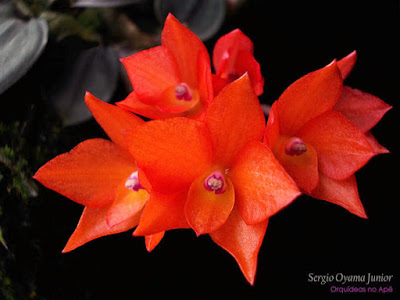 Orquídea Sophronitis cernua