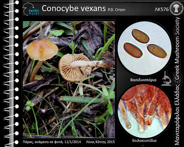 Conocybe vexans P.D. Orton