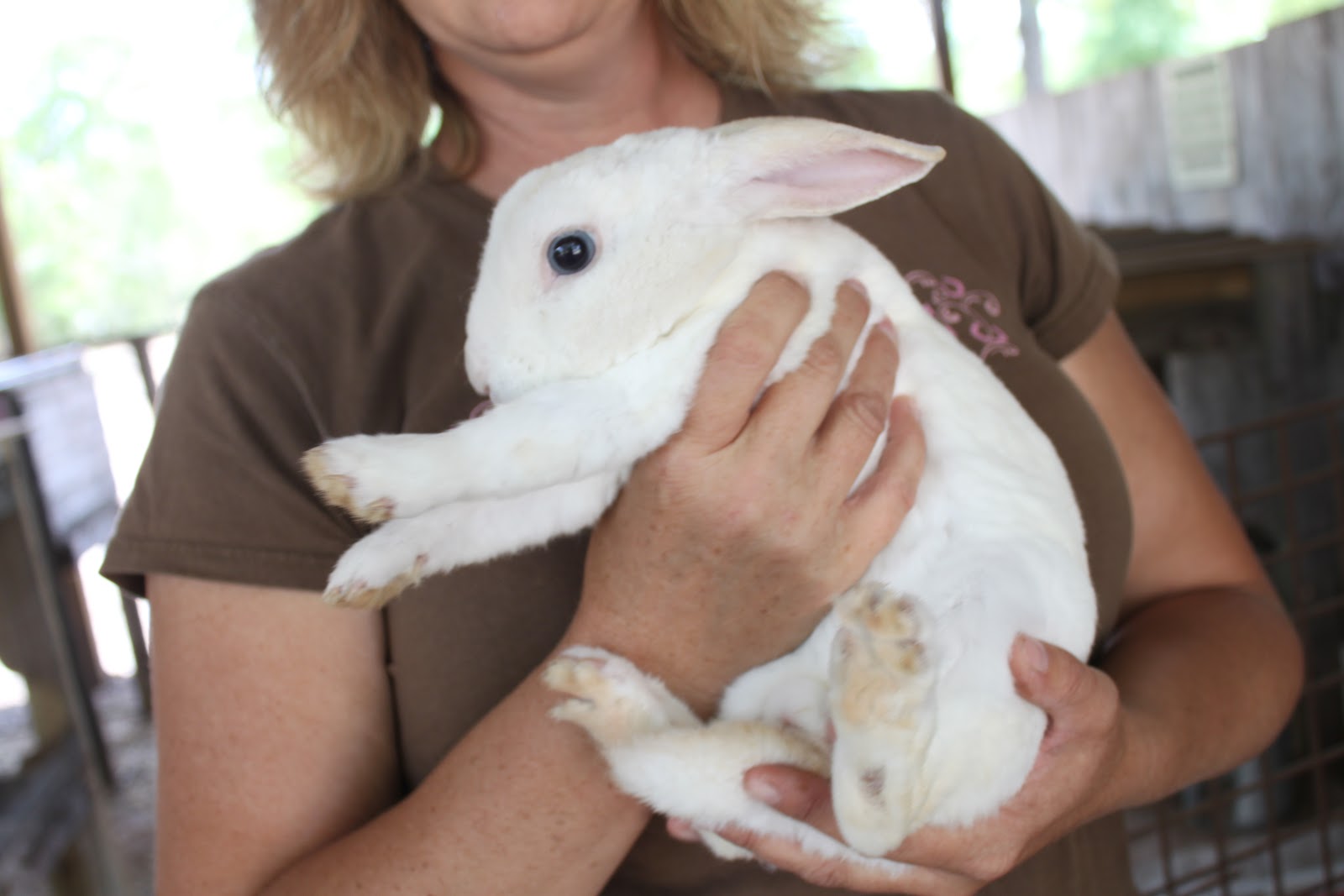 Homestead Life How To Skin a Rabbit