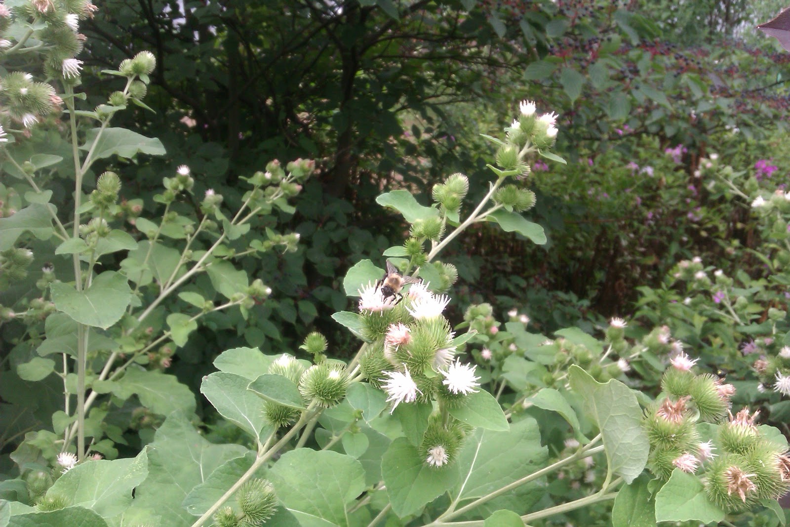 AP Bio Blog - 2012: Eukaryote