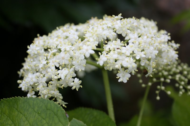 Homesteading At Redtail Ridge Medicinal Herb Elderberry Flowers