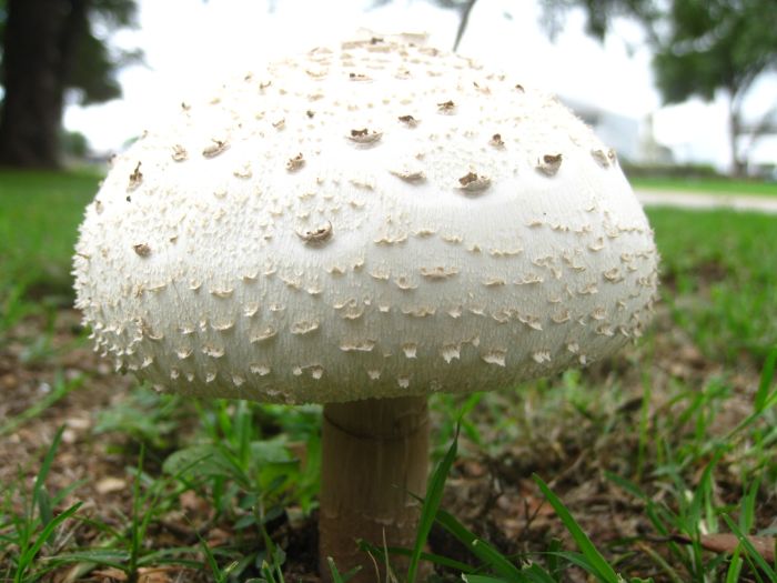Durango Texas Overnight Giant Mushrooms Invade Wichita Falls