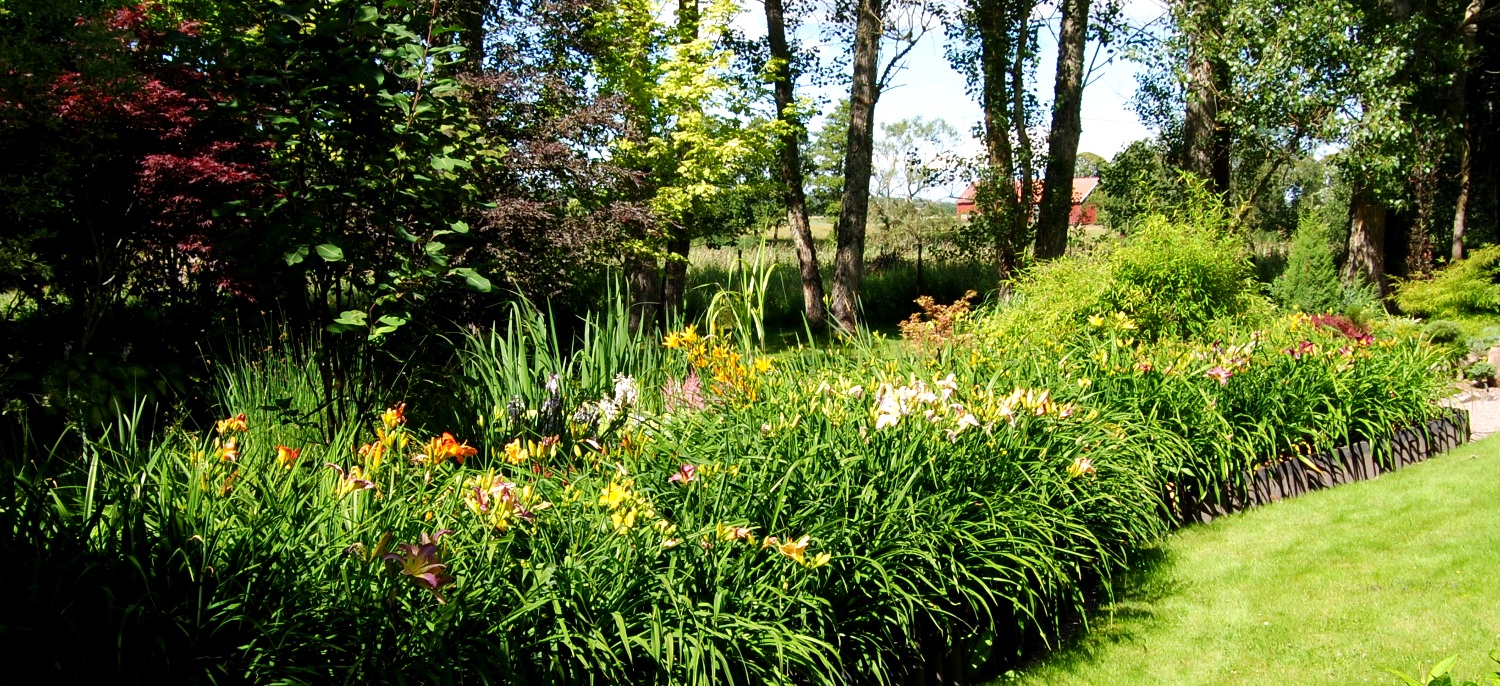 Olssons trÃdgÃ
rd / garden in sweden