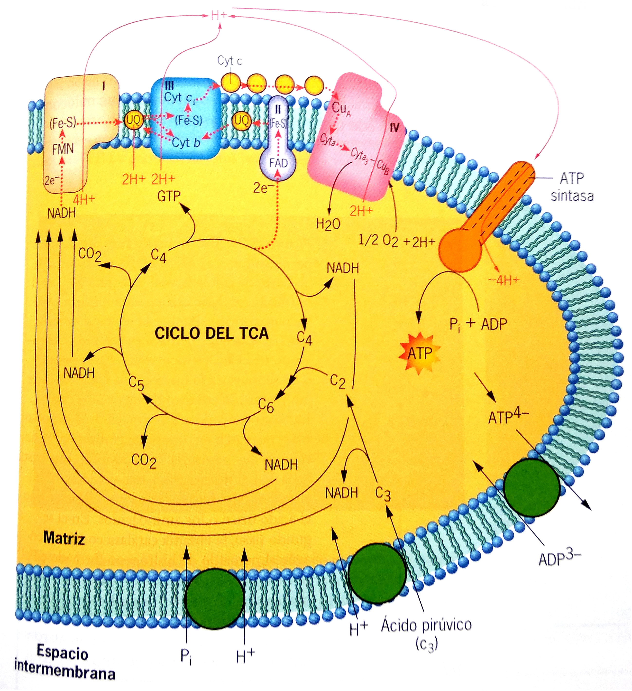 Actuaciencia La mitocondria es la central energética de la célula