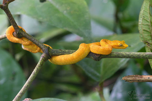 Bothriechis schlegelii - Eyelash viper