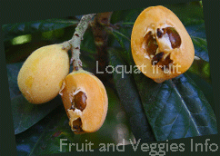 Loquat fruit nutrition facts