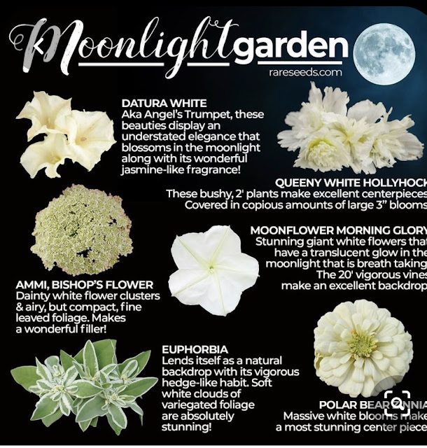 The Evergreens Sun Lovers