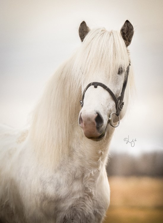 LIGA LIEPINA - FOTOGRAFANDO CAVALOS