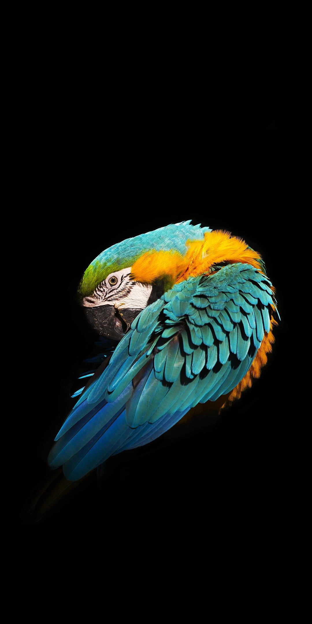 Infinix S5 Lite Parrot Wallpaper