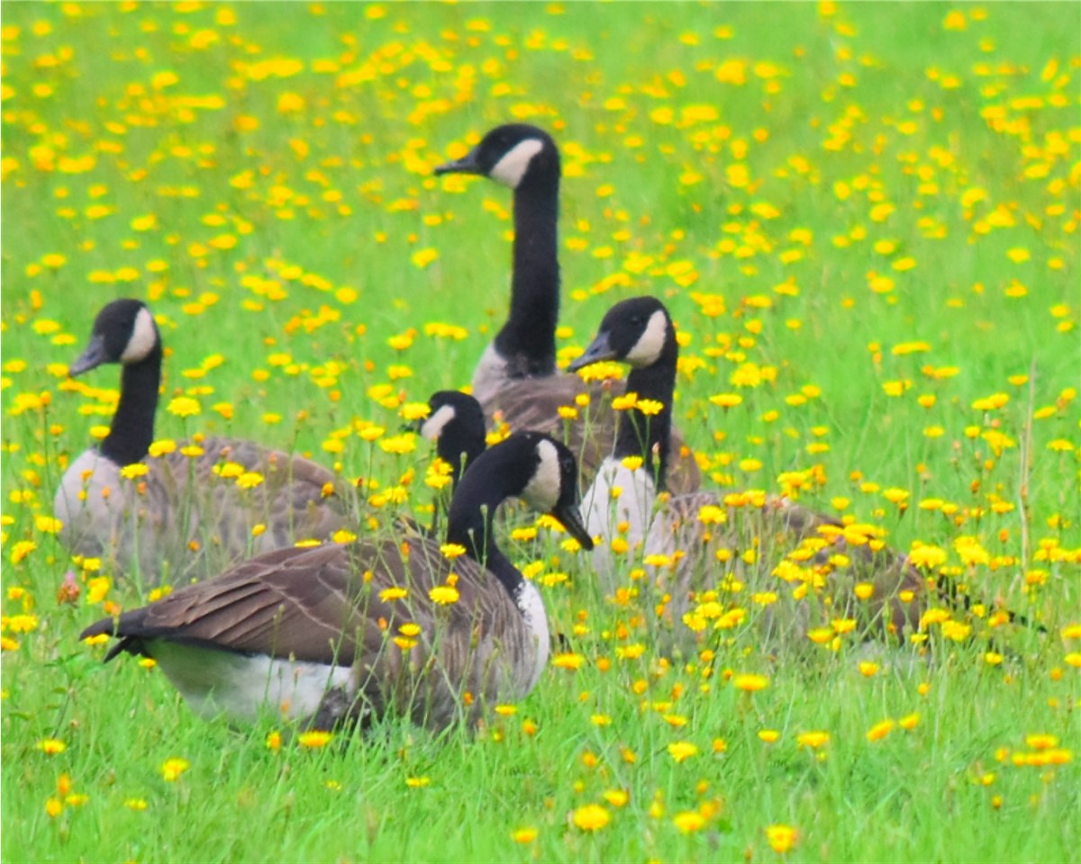 nature tales and camera trails Canada Geese Flocking Together
