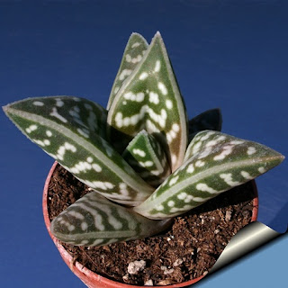 Jardinería, Catalogo de Plantas: Aloe variegata