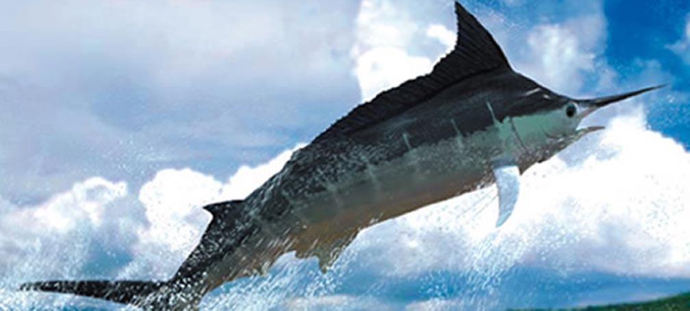 regiones de oaxaca "la costa": la costa de oaxaca