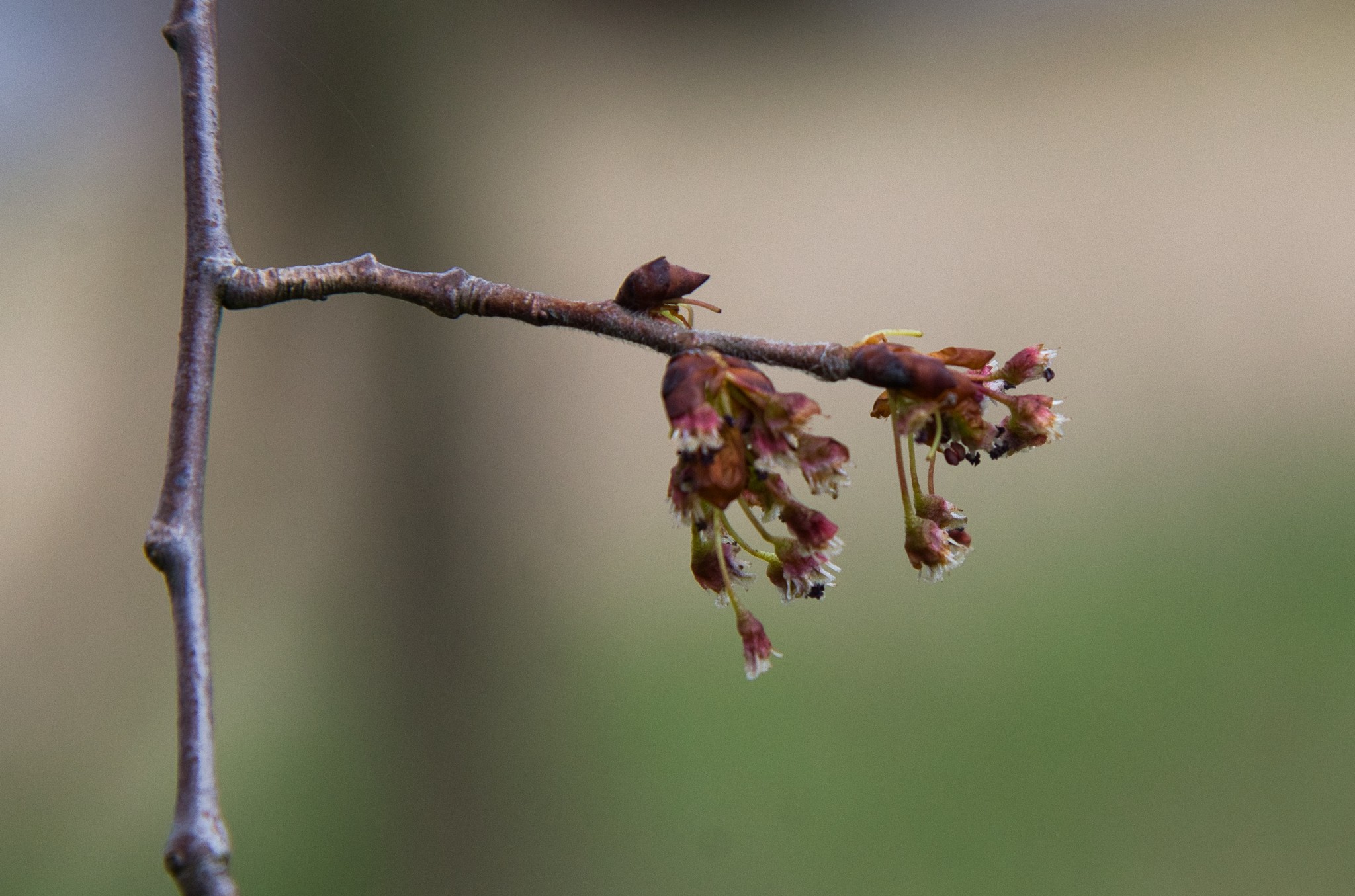Frühlingsanfang - Ulmus laevis