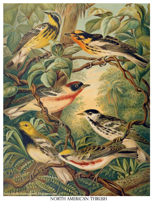 The North American Thrush | The Doll Coloring Book