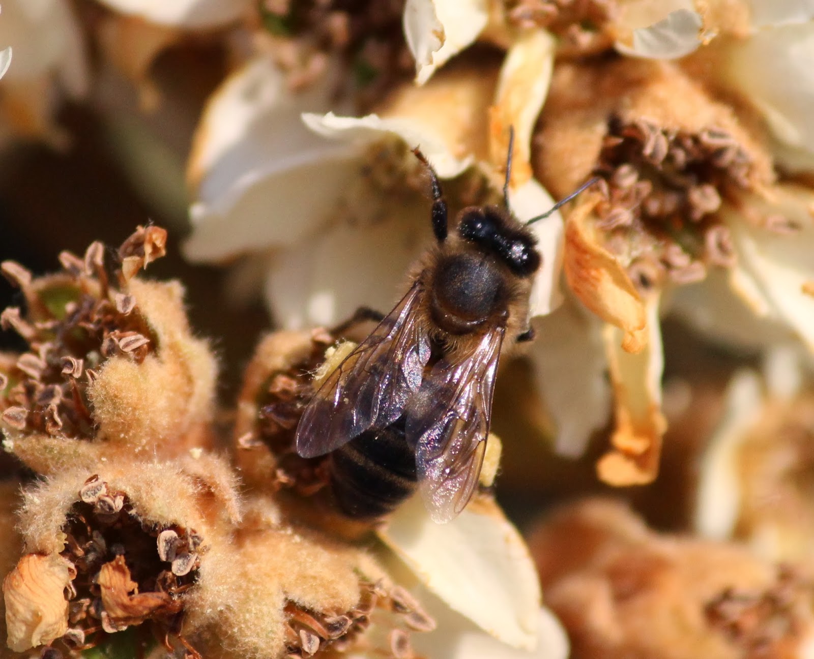 APIS MELLIFERA