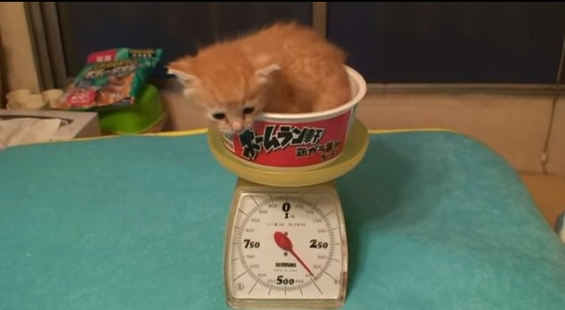 Daftar Berat Badan Ideal Kucing Berdasarkan Ras Dan Umurnya Kucing Kungfu