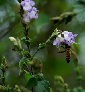 Bees on kurunji flower