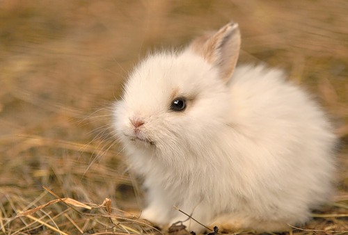 Small white bunny.
