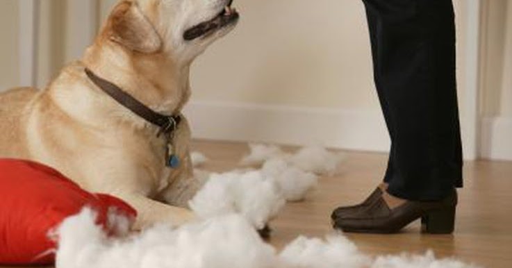 dog chewing deterrent diy