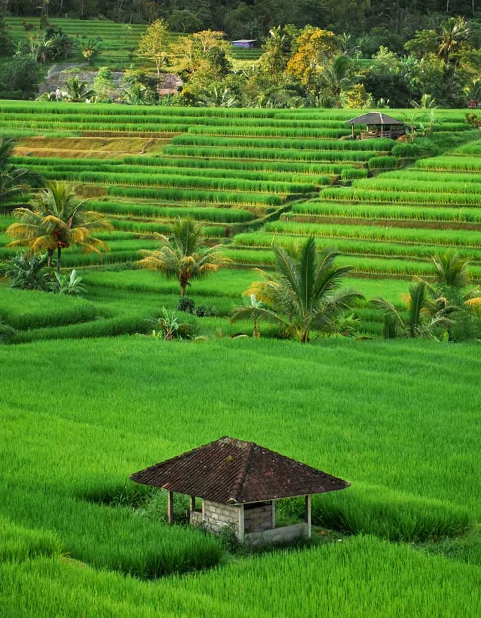 Jatiluwih Rice Terrace Lanskap Alam Terkemuka di Bali