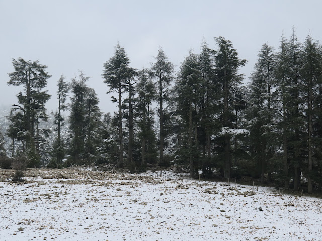 Bosques de Cedros hacia Oum Er-Rbia