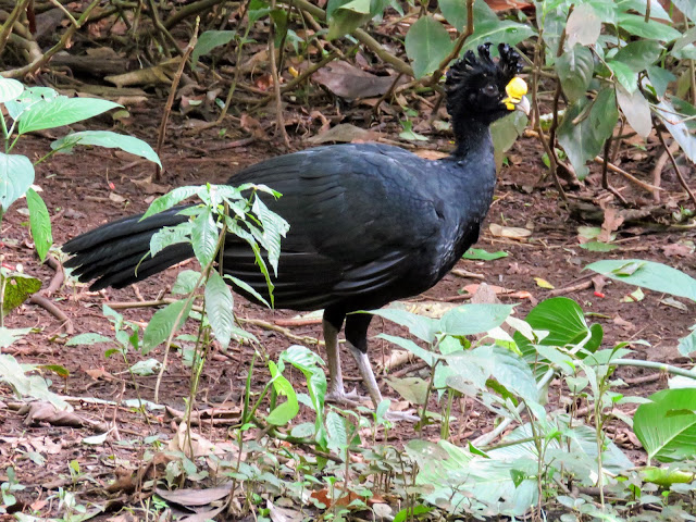 Costa Rica Birds: Great currasow