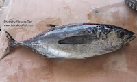 Longtail Tuna