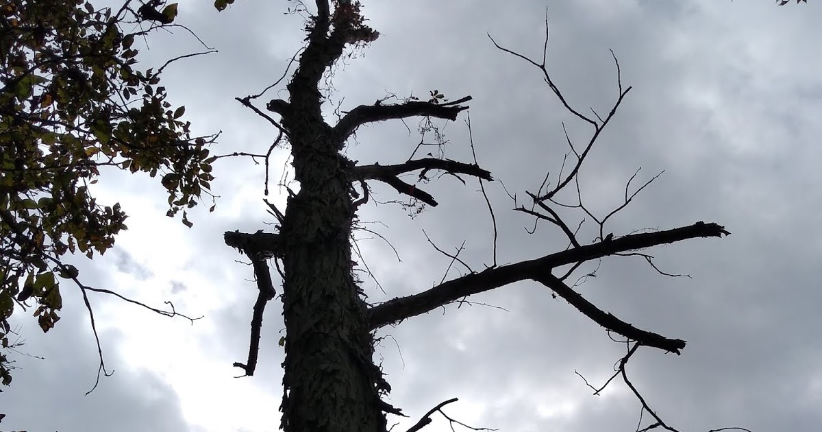 Divinebunbun's Rugged Rural Missouri Elegy for a Shagbark Hickory