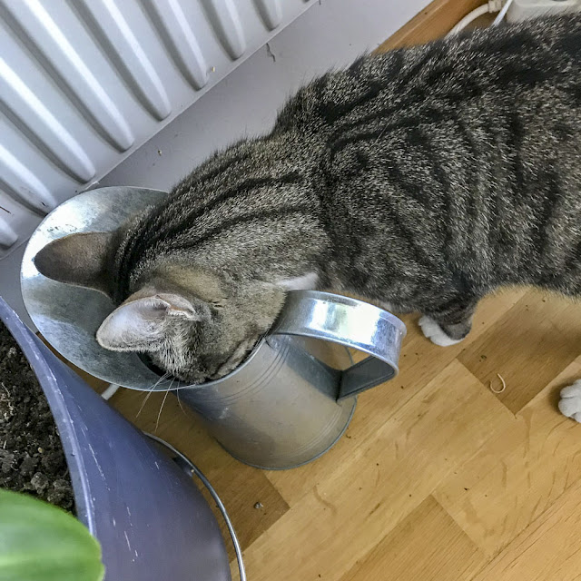 randiga grannkatten randigagrannkatten