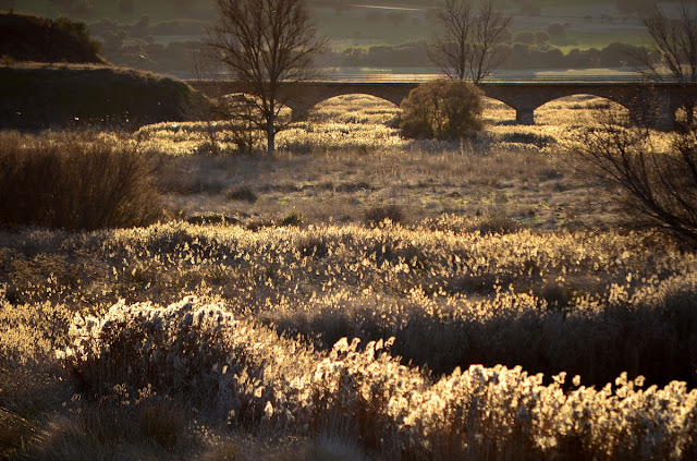 ALMANAQUE NATURAL Llanuras de Inundación