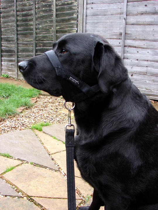 Dog Blog Headcollars