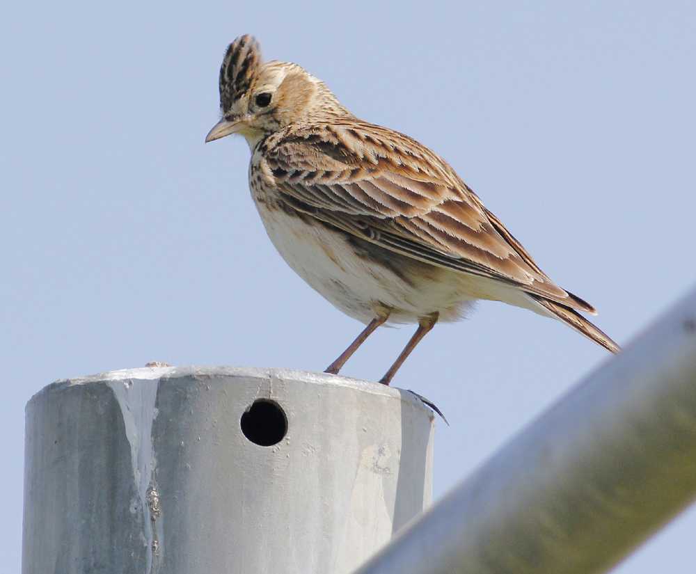 Another Bird Blog Alouette, Gentille Alouette